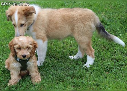 BRIX in  Sable Merle mit zwei blauen Augen