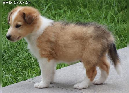 BRIX in  Sable Merle mit zwei blauen Augen