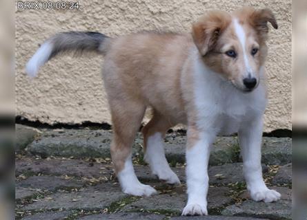 BRIX in  Sable Merle mit zwei blauen Augen