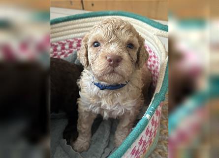 Lagotto Welpe reinrassig