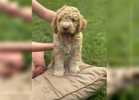 Lagotto Welpe reinrassig