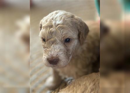 Lagotto Welpe reinrassig