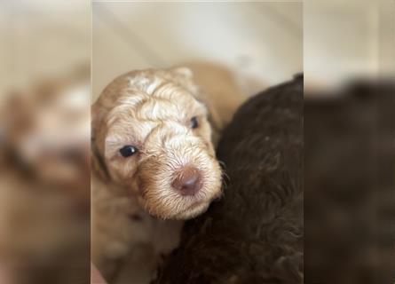 Lagotto Welpe reinrassig