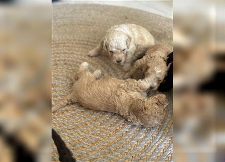 Lagotto Welpe reinrassig