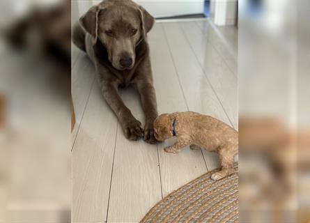 Lagotto Welpe reinrassig