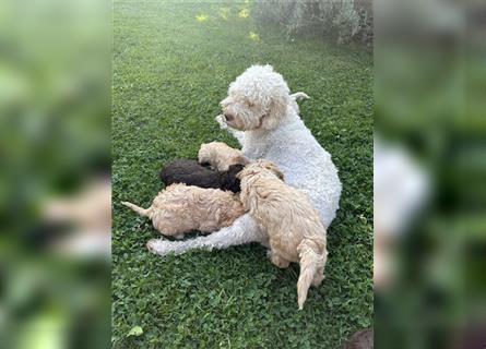 Lagotto Welpe reinrassig