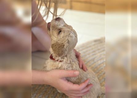 Lagotto Welpe reinrassig