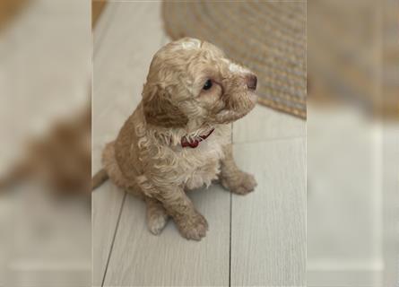 Lagotto Welpe reinrassig