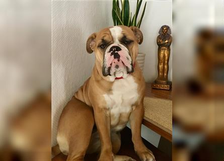 Englische Bulldogge Welpen