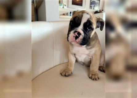 Englische Bulldogge Welpen