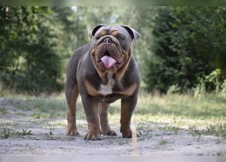 Englische Bulldogge Welpen