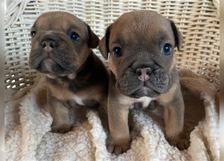 Englische Bulldogge Welpen