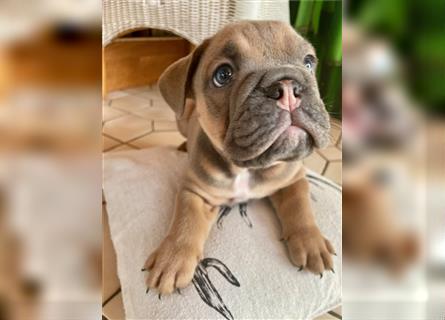 Englische Bulldogge Welpen