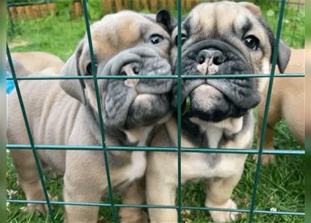 Englische Bulldogge Welpen