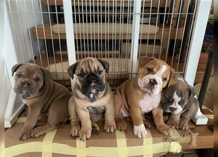 Englische Bulldogge Welpen