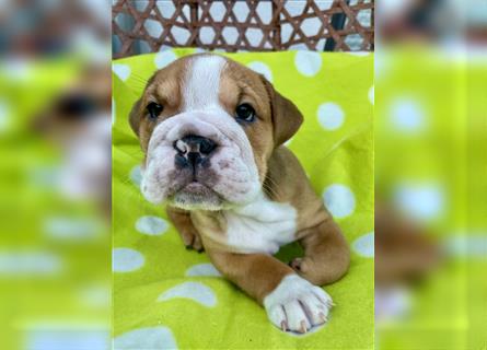 Englische Bulldogge Welpen