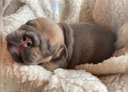 Englische Bulldogge Welpen