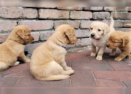 Golden Retriever/ Labrador Welpe Rüde