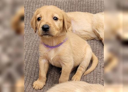 Golden Retriever/ Labrador Welpe Rüde