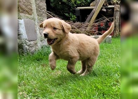 Golden Retriever/ Labrador Welpe Rüde