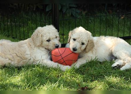 Perfect Match!! Süße Goldendoodle-Welpen besuchsbereit!