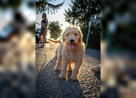 Perfect Match!! Süße Goldendoodle-Welpen besuchsbereit!