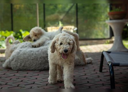 Perfect Match!! Süße Goldendoodle-Welpen besuchsbereit!