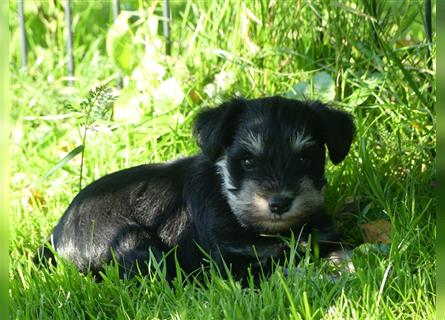 Zwergschnauzer Welpe in der Farbe schwarz- silber