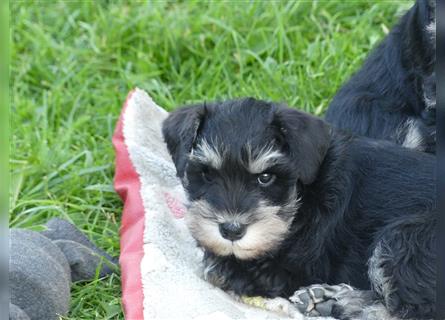 Zwergschnauzer Welpe in der Farbe schwarz- silber