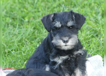 Zwergschnauzer Welpe in der Farbe schwarz- silber