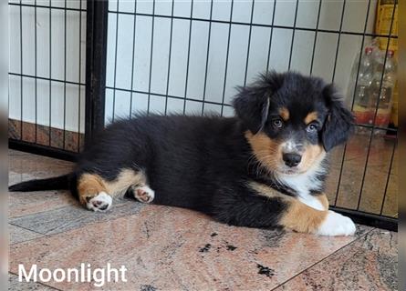 Australian Shepherd Welpe, ASCA-Papieren, Showlinie.