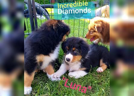 Australian Shepherd Welpe, ASCA-Papieren, aus seriöser Zucht