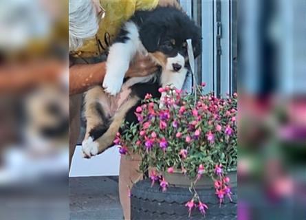 Australian Shepherd Welpe, ASCA-Papieren, aus seriöser Zucht