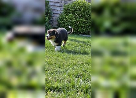 Australian Shepherd Welpe, ASCA-Papieren, aus seriöser Zucht