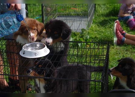 Australian Shepherd Welpe, ASCA-Papieren, aus seriöser Zucht