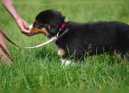 Australian Shepherd Welpe, ASCA-Papieren, aus seriöser Zucht