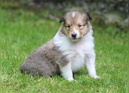 Collie Langhaar Welpen aus liebevoller VDH-Zucht