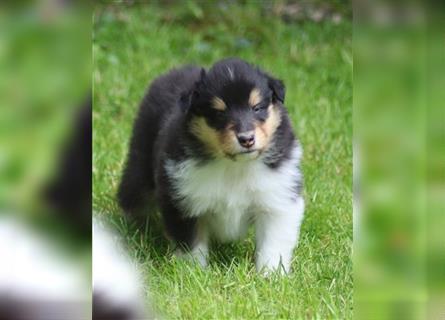 Collie Langhaar Welpen aus liebevoller VDH-Zucht