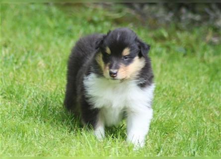 Collie Langhaar Welpen aus liebevoller VDH-Zucht