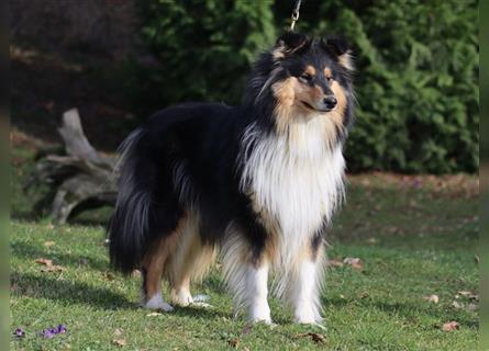 Collie Langhaar Welpen aus liebevoller VDH-Zucht