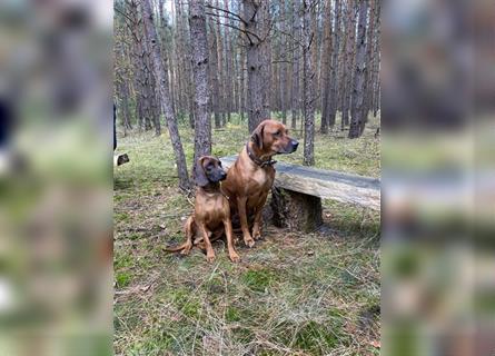 Rhodesian Ridgeback x Bayrischer Gebirgsschweisshund