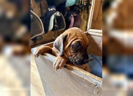 Rhodesian Ridgeback x Bayrischer Gebirgsschweisshund