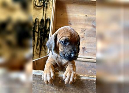 Rhodesian Ridgeback x Bayrischer Gebirgsschweisshund