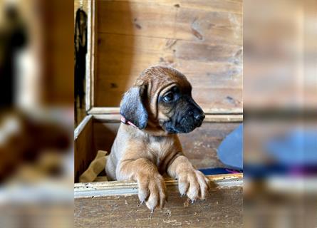 Rhodesian Ridgeback x Bayrischer Gebirgsschweisshund