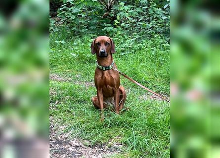 Rhodesian Ridgeback x Bayrischer Gebirgsschweisshund