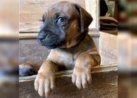 Rhodesian Ridgeback x Bayrischer Gebirgsschweisshund