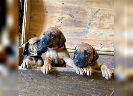 Rhodesian Ridgeback x Bayrischer Gebirgsschweisshund