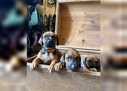 Rhodesian Ridgeback x Bayrischer Gebirgsschweisshund