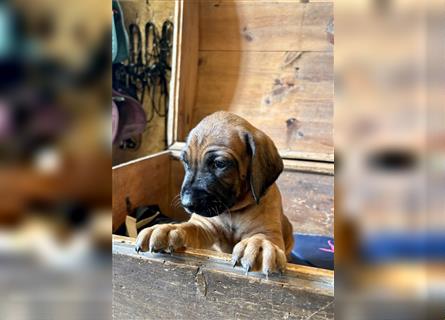 Rhodesian Ridgeback x Bayrischer Gebirgsschweisshund