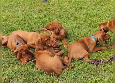 Magyar Vizsla Welpen mt FCI Ahnentafel